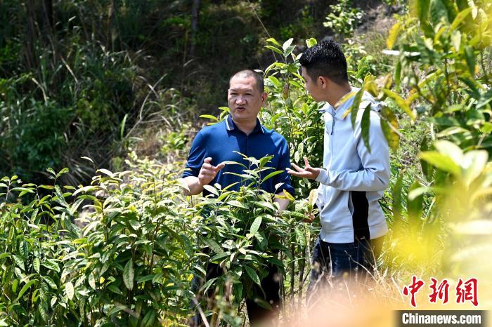 張高漢向參訪者介紹金花茶種植情況?！埥鸫?攝